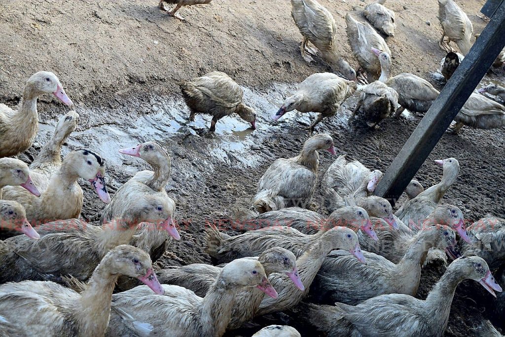 Ducks at Masters Duck Farm, Rixon Road, Freeport drinking water from a muddy canal in their pen. Owner Amar Samlal lost over a thousand ducks on Thursday due to lack of proper water supply.

Photo: Vidya Thurab