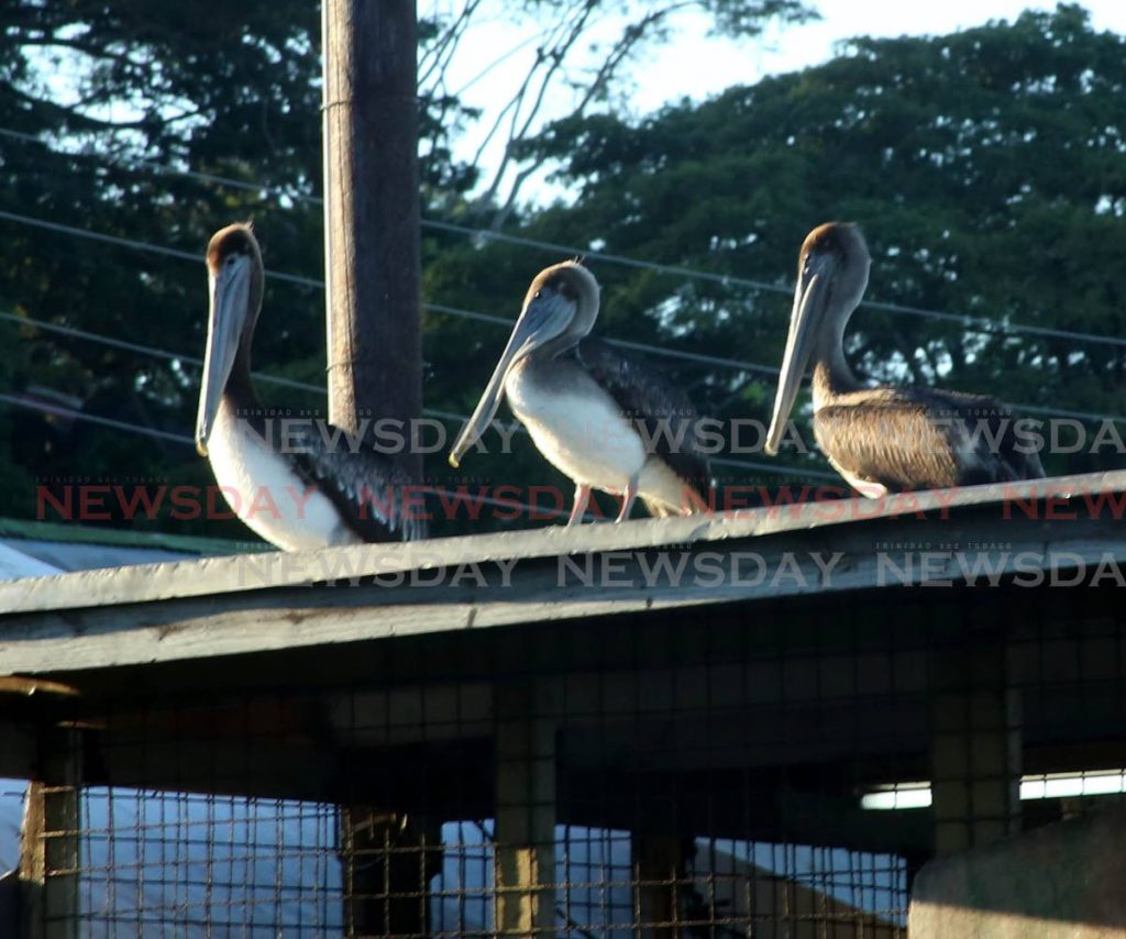 Pelicans bask in the sun on the rooftop of a shed at Kings Wharf, San Fernando on January 29. PHOTO BY VASHTI SINGH  