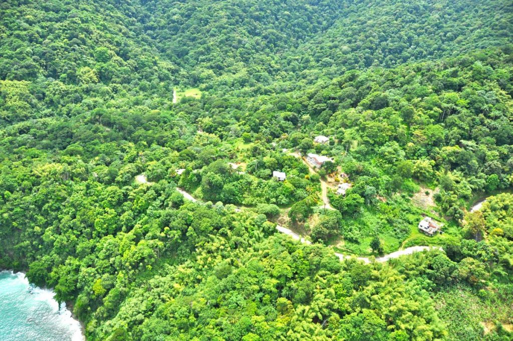 Tobago's Main Ridge Forest Reserve 