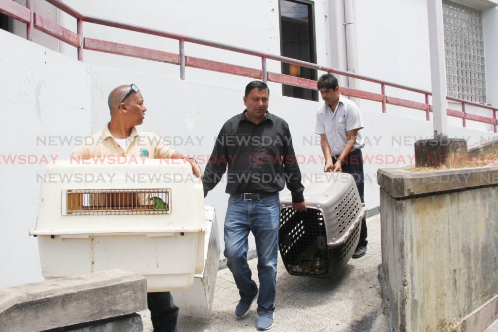  Game warden, Jermey Dindial, game warden Andy Singh and Winston Lalo leaving the San Fernando Magistrates court with an exhibit of protected parrots  after a man was arrested for trying to sell them on Facebook. Photo Lincoln Holder