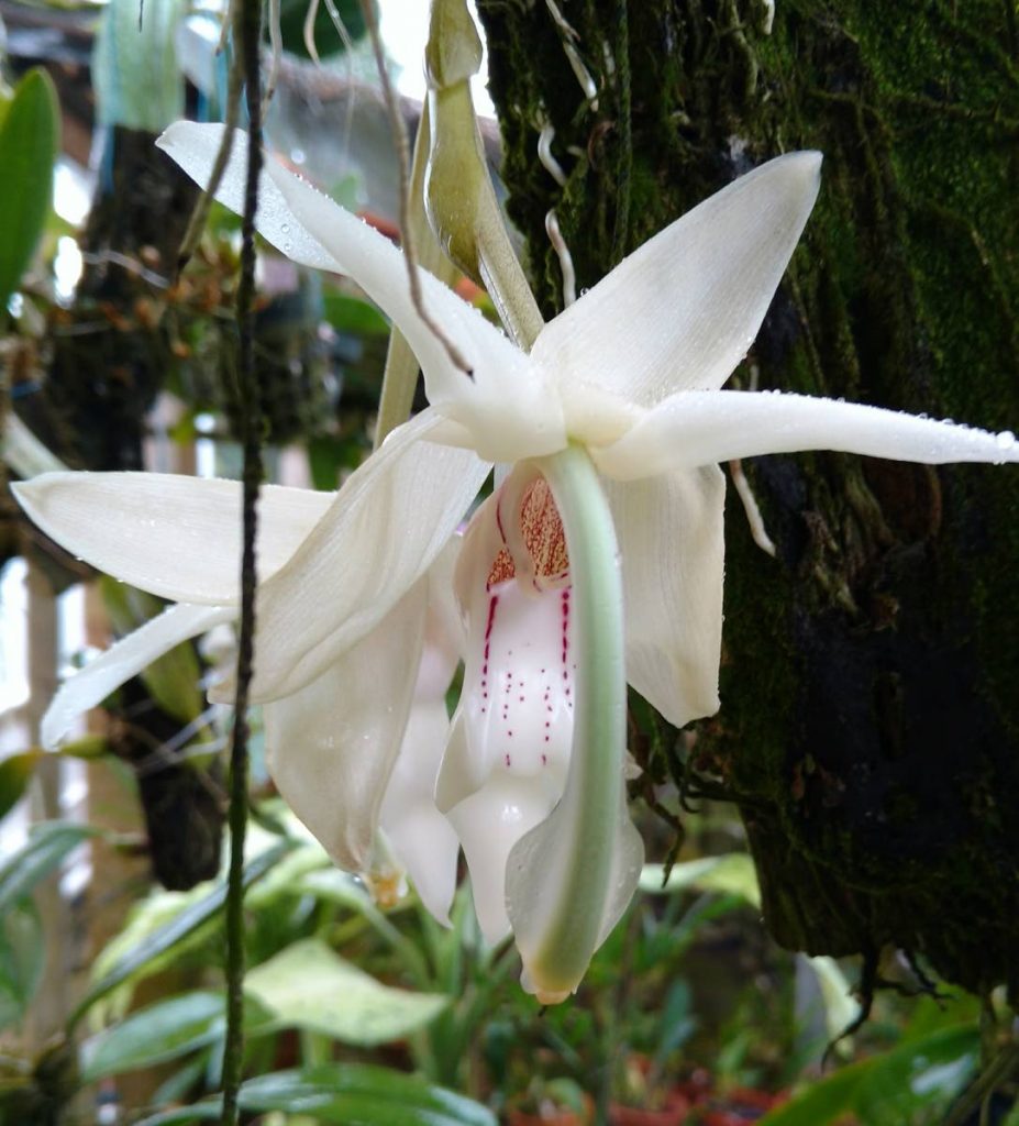 Orchids The Hidden Gems Of Tt