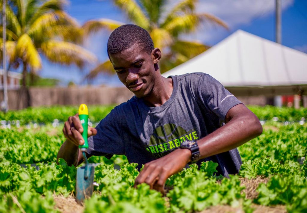 Young farmer Omari Cox tends to his lettuce garden on Friday at Store Bay Local Road.