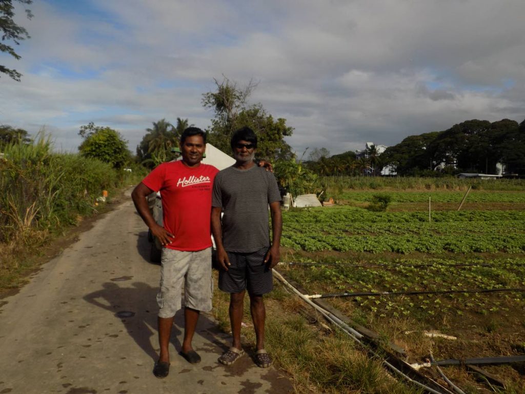 Troy Mataram, left, stands with his father, veteran farmer, Yudhisthir Mataram, near his lettuce field in Aranguez. 
