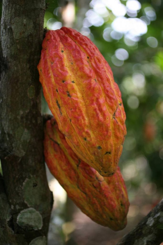 Trinitario is a hybrid of the Criollo and Forastero cocoa varieties, developed in Trinidad.