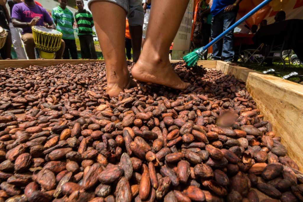 In this 2016 photo, people 'dance the cocoa' at the Cocoa Festival in Tamana. While Trinidad produces fine-flavour beans that can fetch high prices on the world market, production is low and TT is far from being the prominent player on the world market as it was a century ago.