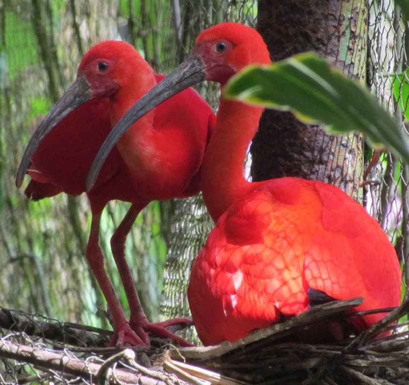 Scarlet ibis at the Wild Fowl Trust.