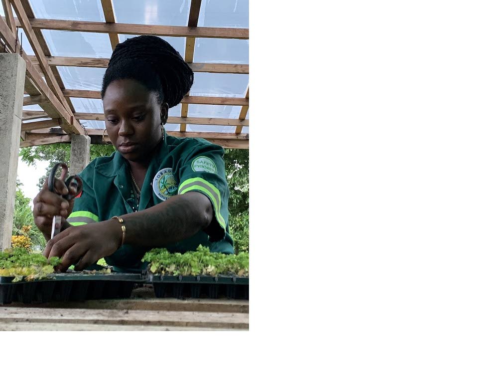 URP's Nariba Quamie cleans and separates herb seedlings at the URP nursery in Roxborough. PHOTO BY DIQE
