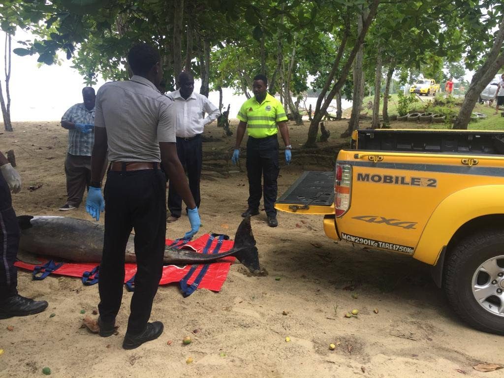 Members of Community Emergency Response Team CERT removes dead dolphin to lab for testing. Photo courtesy TEMA.
