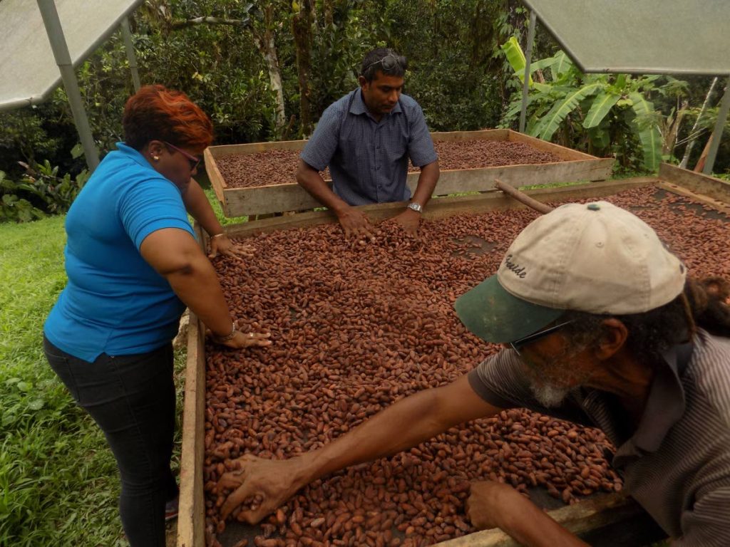 Using large tables called cocoa trays, Carl Fitzjames, bottom right, Nicole Loney-Mills, Unicomer's corporate social responsibility officer, a worker sift through the drying cocoa beans to remove the sticky outer coating. 