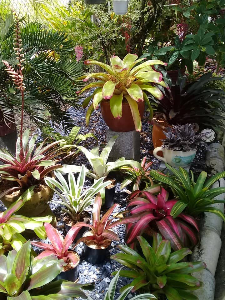 An assortment of bromeliads around the garden. PHOTOS COURTESY ALLISON ATTZ