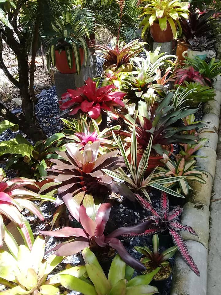 For the love of bromeliads - Trinidad and Tobago Newsday