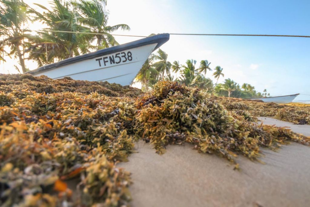 In this 2018 file photo, large amounts of Sargassum seaweed litters the Mayaro coastline, causing an adverse effect on domestic tourism and fishing. The OECS and Canari will develop and implement strategic plan for economic growth through investment in economic activities in OECS territories and countries. 