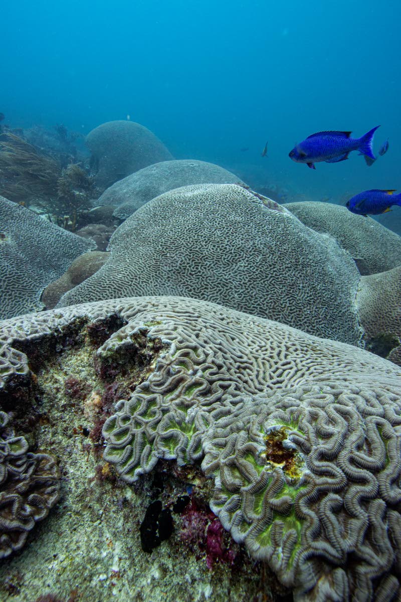 Dbq Essay On Coral Bleaching