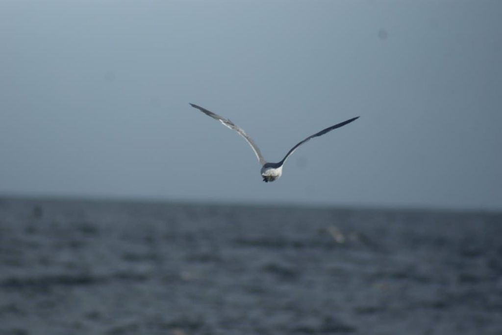 Cupid, the laughing gull, flies away to join the flock after being released at Barbados Bay. 