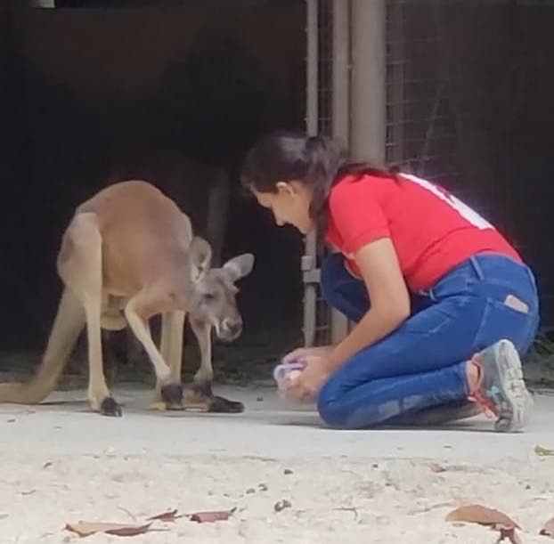 Animal volunteer, Monique Kellman feeds the kangaroo, which died as a result of brain hemorrhaging at the Emperor Valley Zoo.