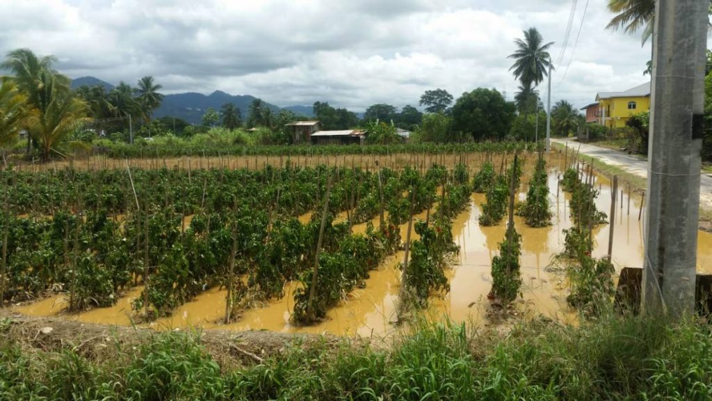 An agricultural holding in Aranguez North on Monday September 23, 2019. PHOTO COURTESY MINISTRY OF AGRICULTURE
