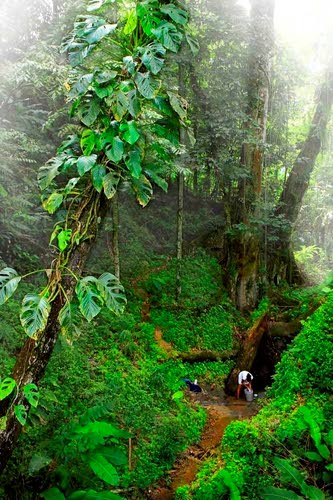 A view of the rain forest stream.