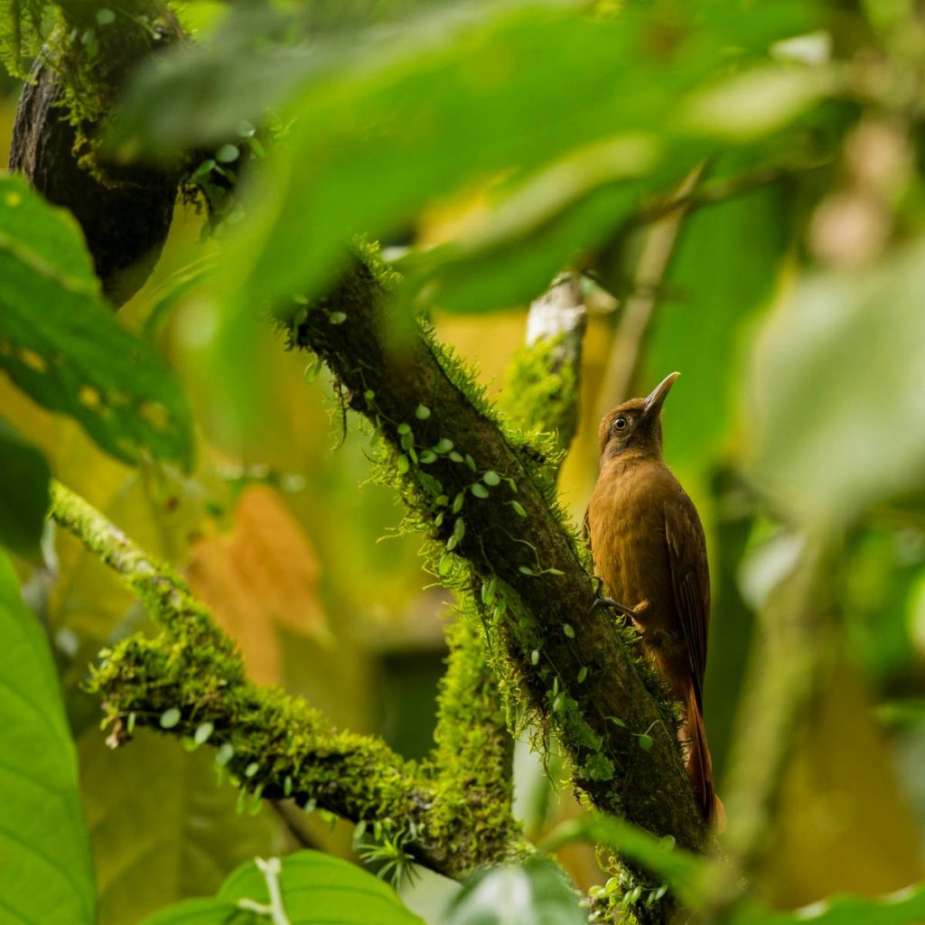 A plain-brown woodcreeper in a cocoa plantation. 
 - Faraaz Abdool