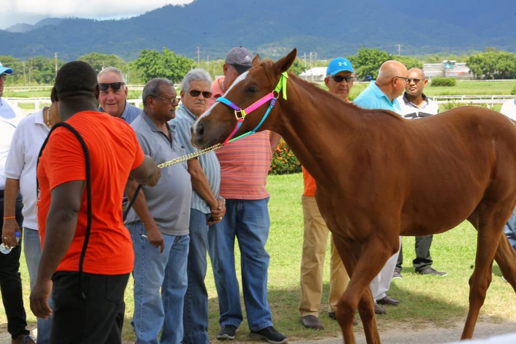 TOP STUD: A Chestnut Colt, from the NSA Stables, is sold to Harold Chadee for $40,000 yesterday at the Yearling Sale, at the Santa Rosa Park, Arima, PHOTO BY ROGER JACOB. - ROGER JACOB