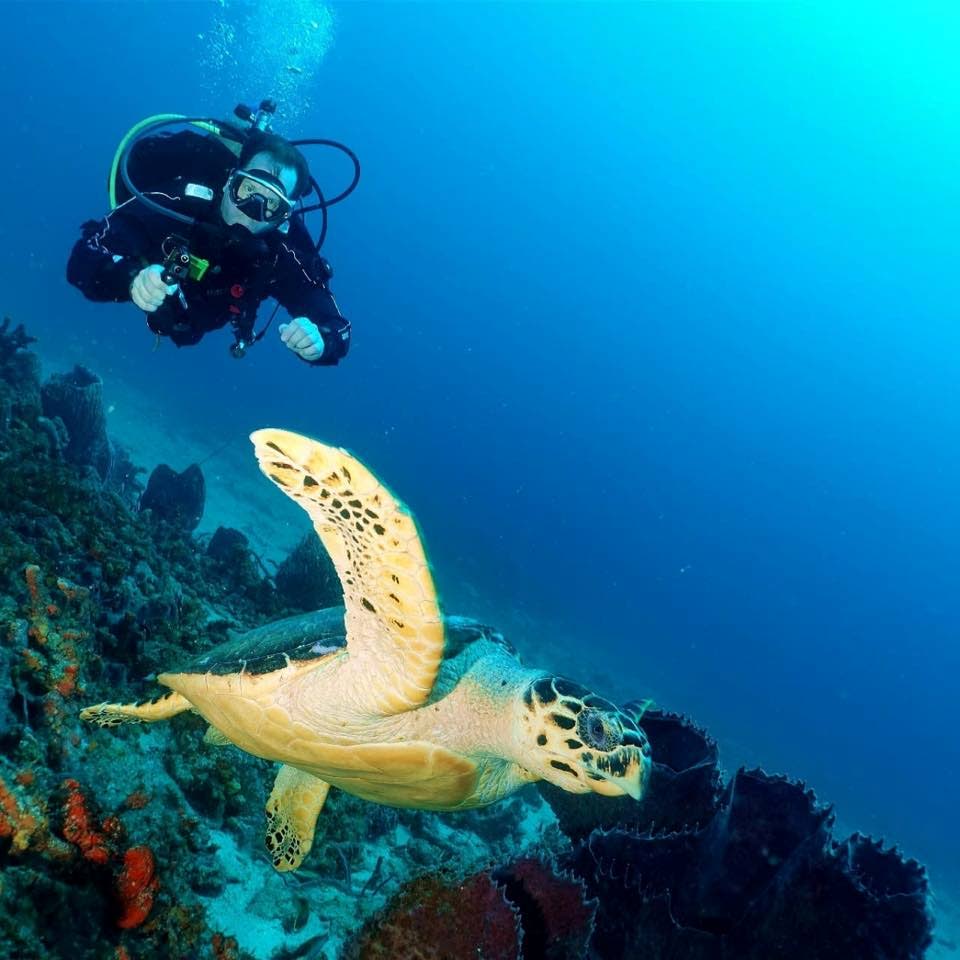 A diver gets a close look at a turtle near a reef. - 