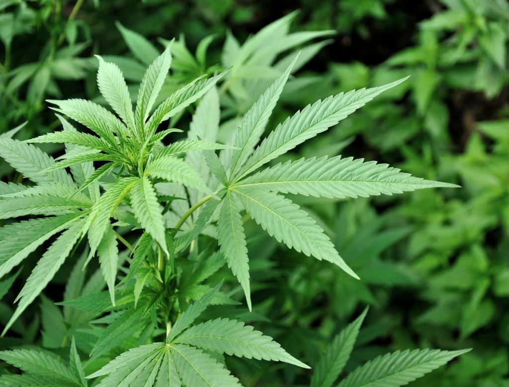 Marijuana plants - 