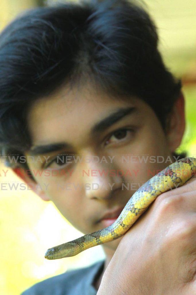 Saifudeen Mujaahid Muhammad holds a brown banded water snake in his mini zoo at his home in Endeavour, Chaguanas. - Marvin Hamilton