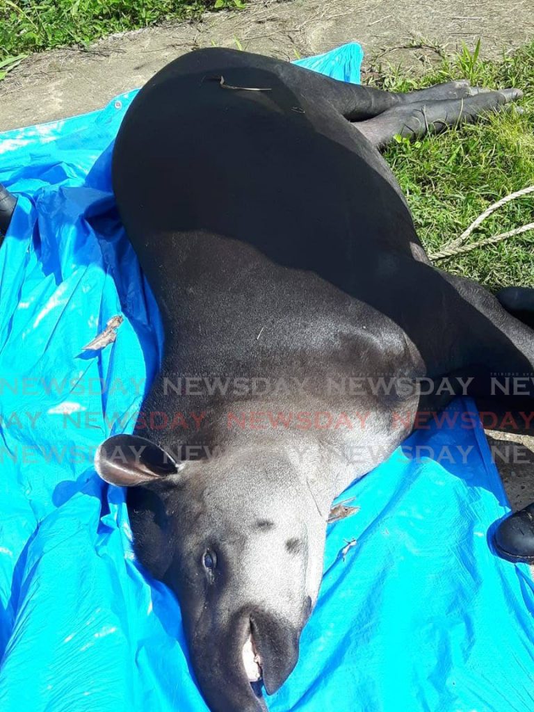 The tapir which was tranquilised before it was captured on Monday. - 