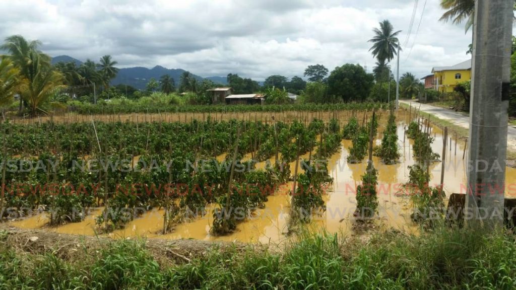 An agricultural holding in Aranguez North on Monday September 23, 2019. PHOTO COURTESY MINISTRY OF AGRICULTURE - 