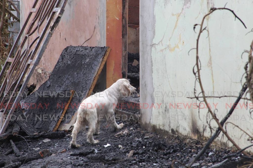 CUDDLES' SORROW: Cuddles the dog, looks in the burnt out remains of her owner Ceslyn Farrell's house hours after fire, believed to have been maliciously set, burnt down the building in Guapo and took the lives of Farrell, her son Patrick and another person identified as Seycelles Hannah.  File photo/Lincoln Holder