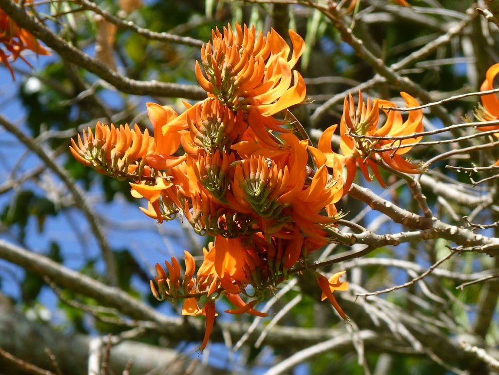 The mountain immortelle - erythrina poeppigiana. - 