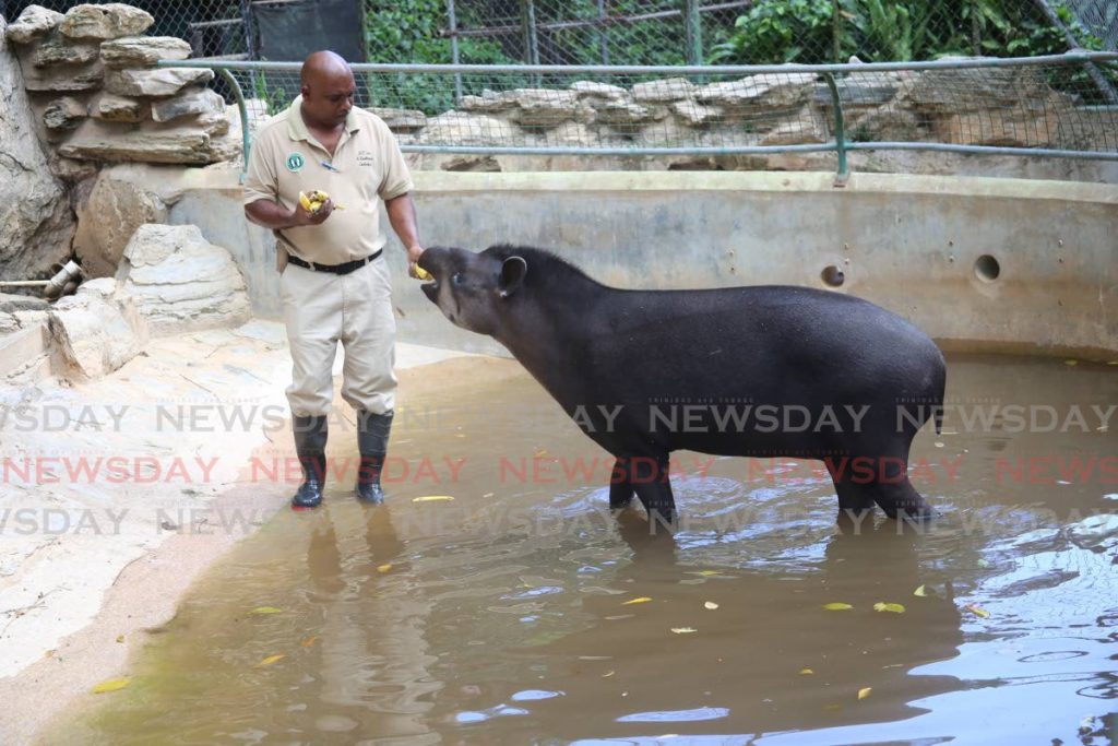 AT HOME: Zookeeper Kishore Ramlogan feeds Tara the tapir some bananas at her enclosure in the Emperor Valley Zoo. PHOTO - Sureash Cholai