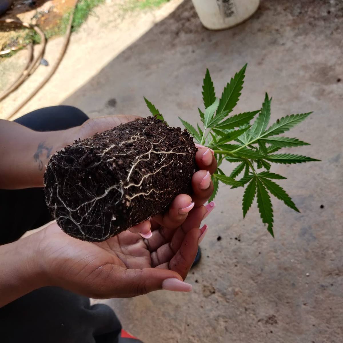 Homegrown ganja blooms for farmers