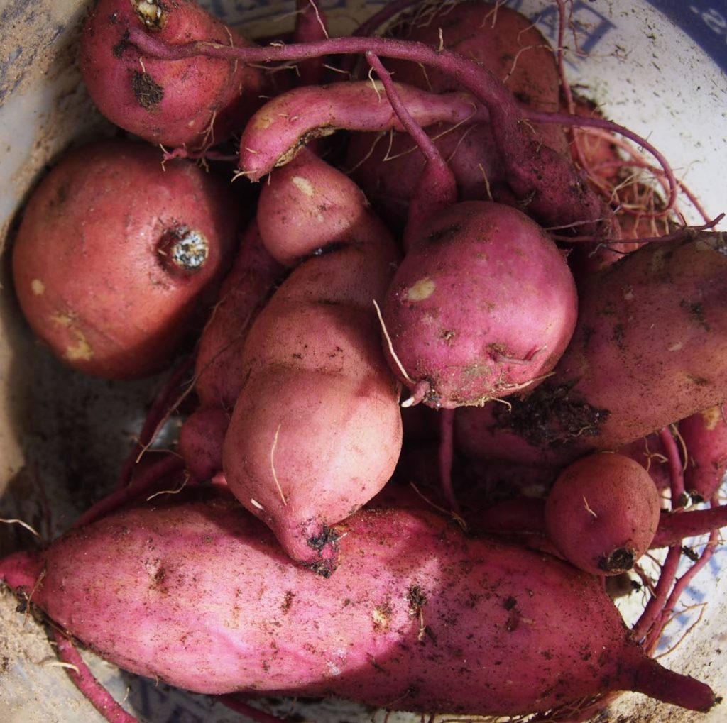 Sweet potatoes - 