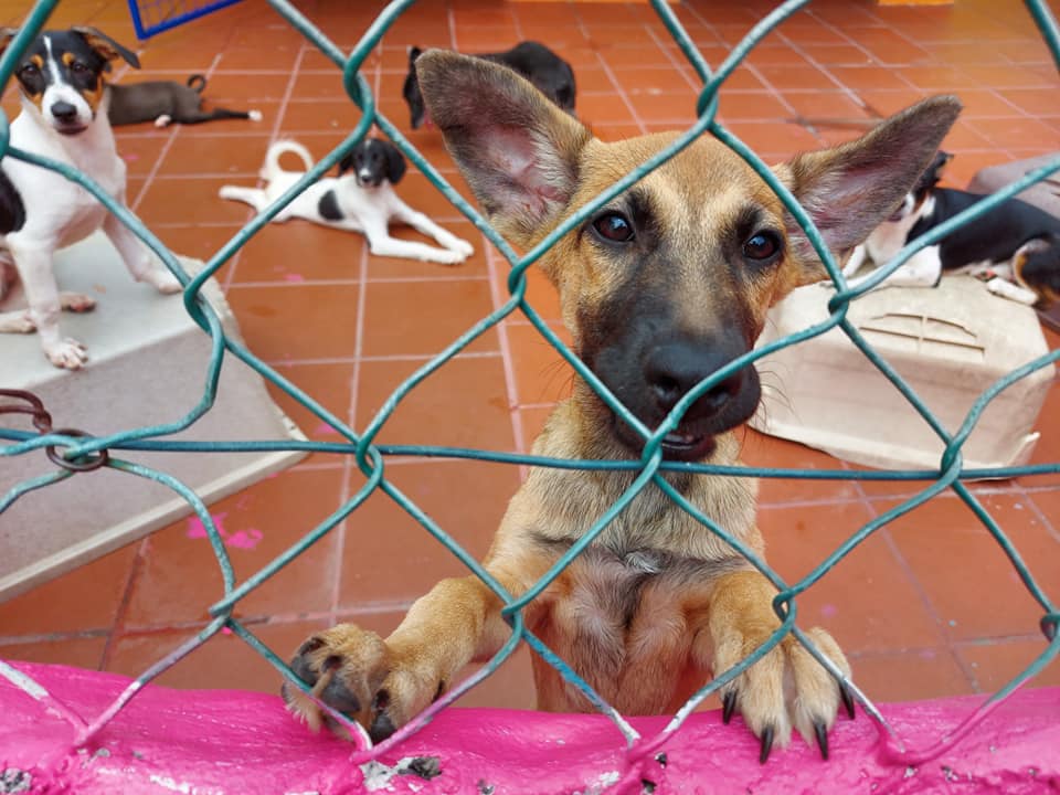 Dogs at the TTSPCA Port of Spain shelter. Photo via TTSPCA Facebook page. 
