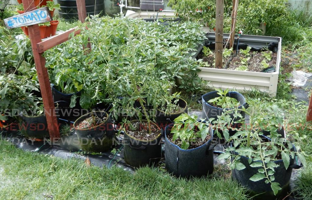 Tomatoes growing in fabric pots which allow the roots to breathe. - 