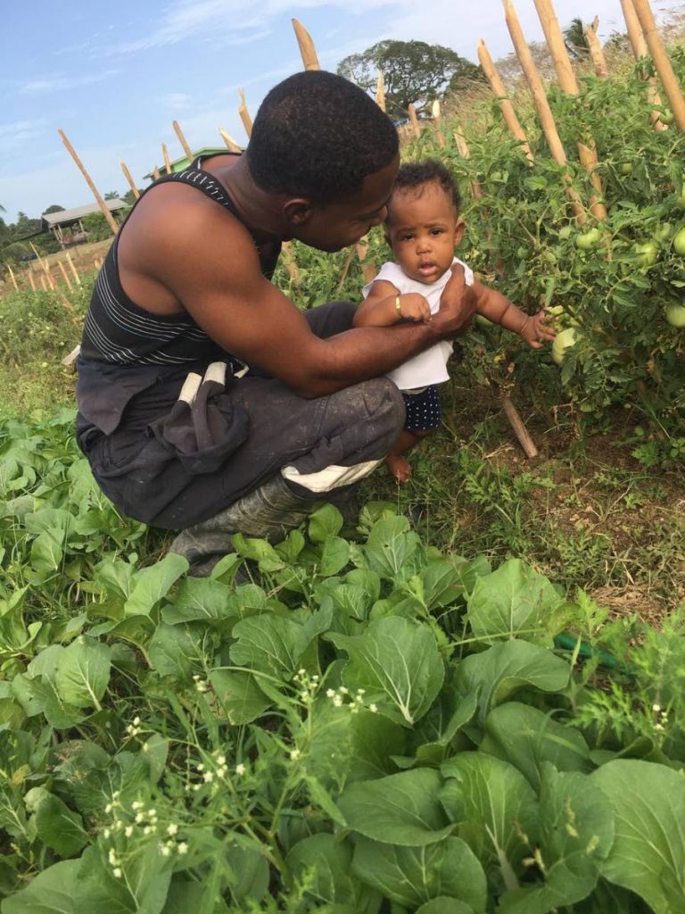 Curtis Carabai and his five-month-old daughter, Leyah Marie Carabai, among his patchoi and tomato plants in his South Oropouche farm. - 