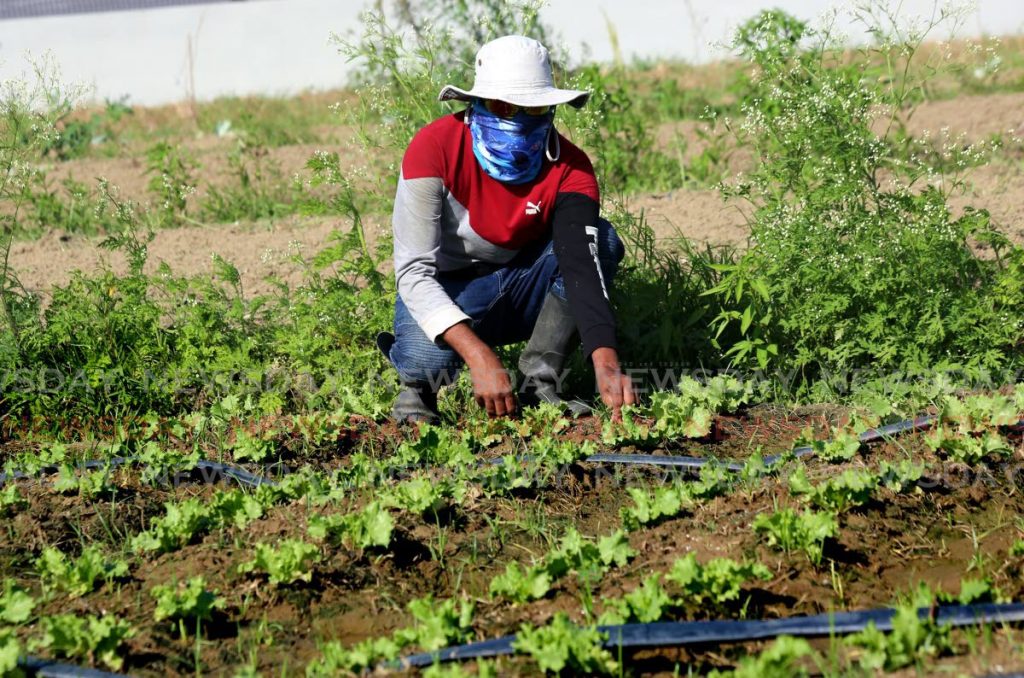 Aranguez farmer Chanardath Bir attends to a crop of lettuce in his garden on Wednesday. - SUREASH CHOLAI