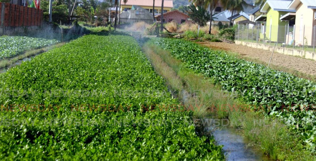 A field of bok choy and parsley at an Aranquez farm ready for the market. - SUREASH CHOLAI