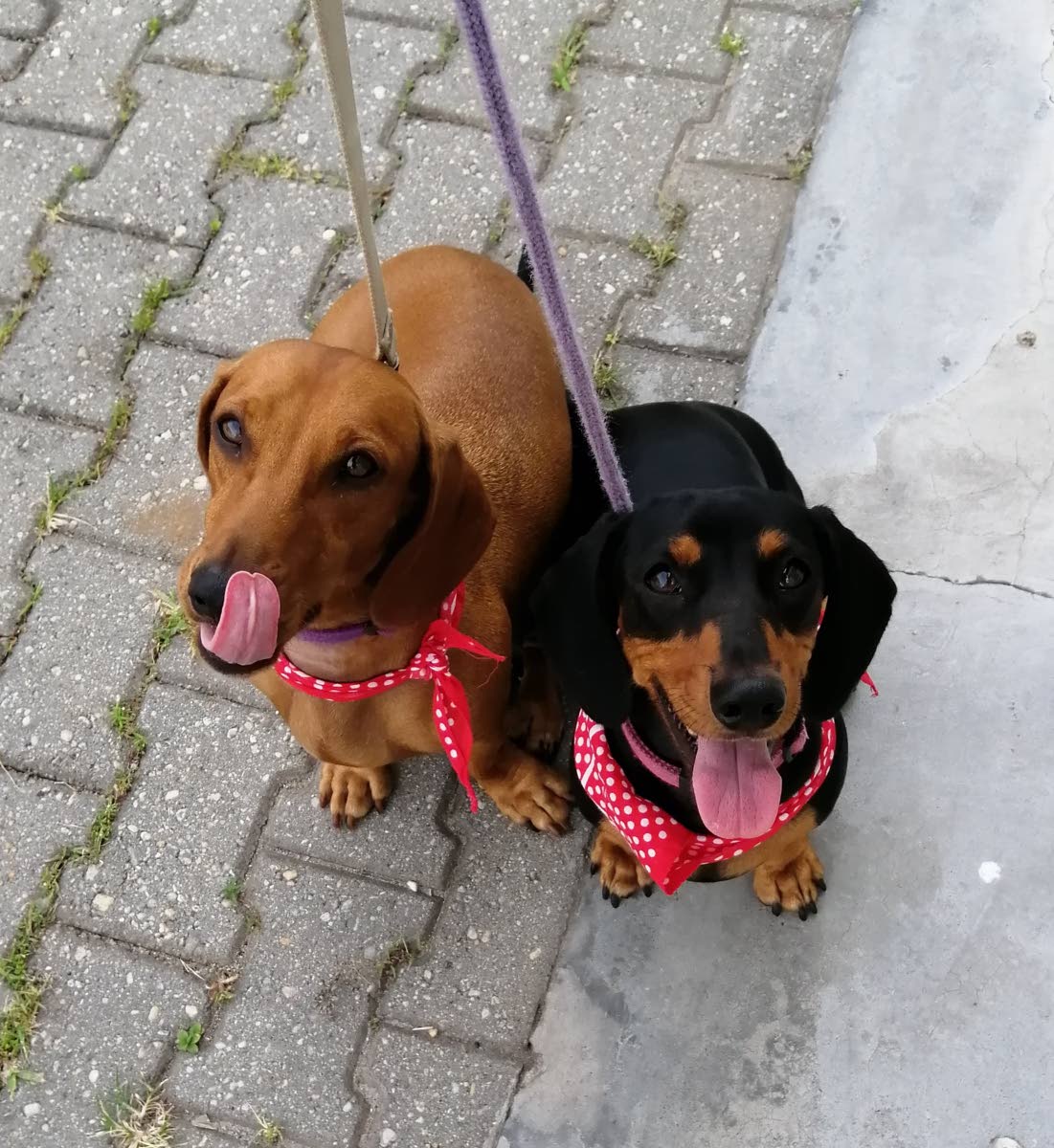 marabella dachshunds