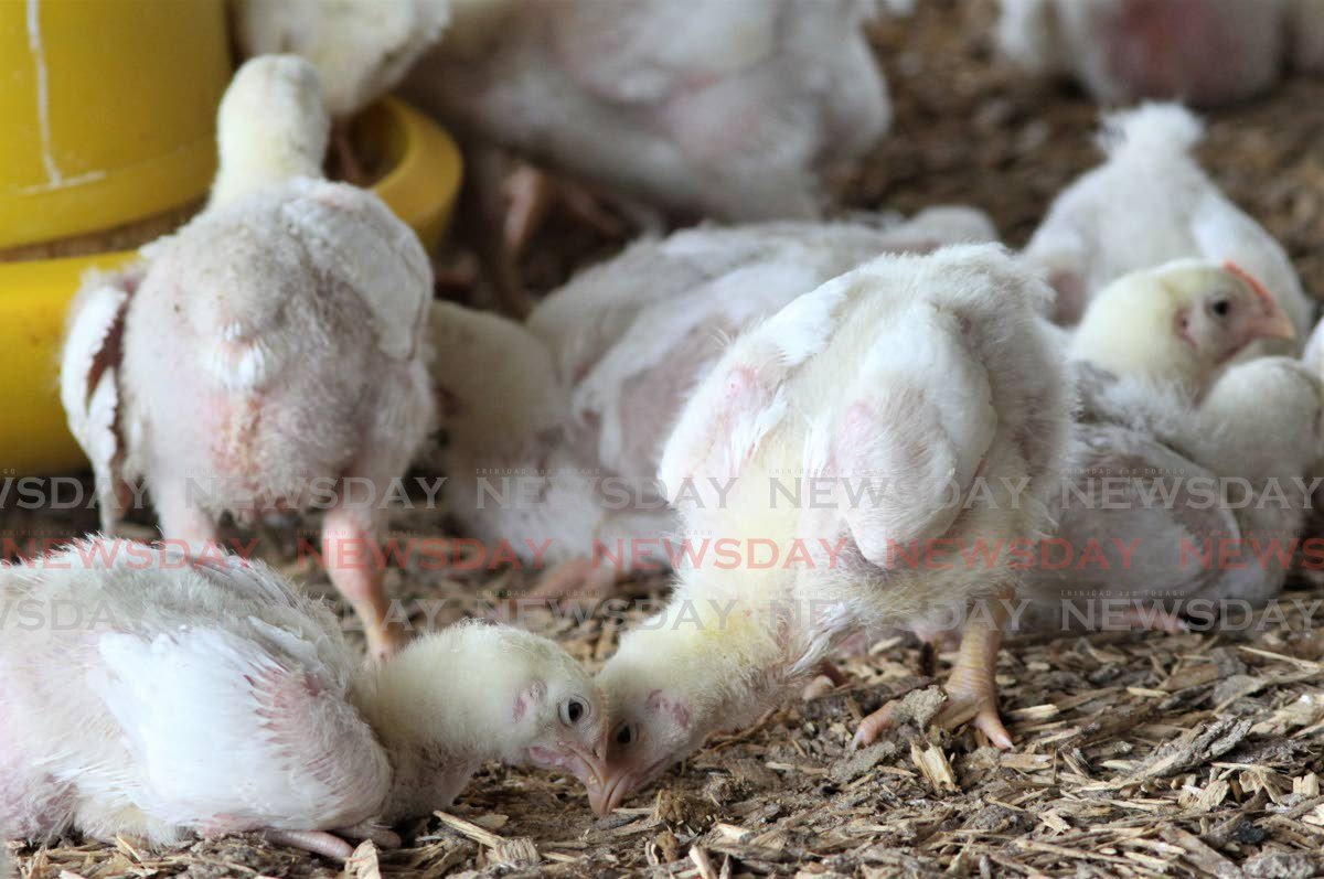 Poultry farmer: Govt should take produce ‘off our hands’