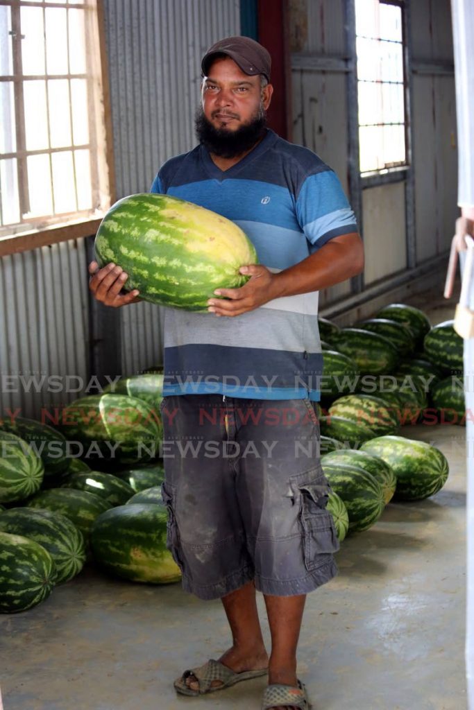 Watermelon farmer Zameer Akaloo holds up a watermelon as he talks about difficulty in selling them during stay-at-home restrictions in place for covid19. - SUREASH CHOLAI