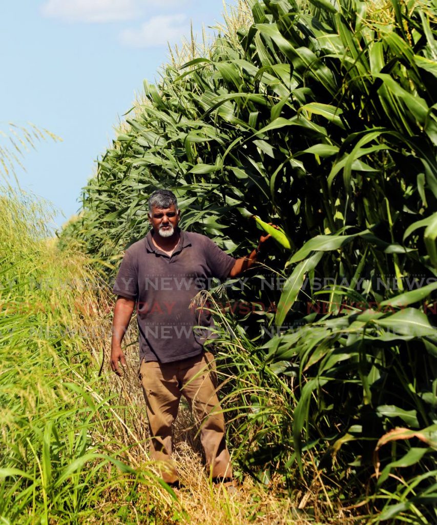 ALMOST READY: Farmer Richard Singh inspects his corn crop in Warrenville, Cunupia on Monday. Singh hopes to reap his crop soon but is worried about the possibility of wastage as food sales are being affected by stay-at-home restrictions. - SUREASH CHOLAI