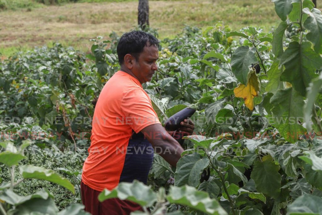 Keston Ragbir harvesting baigan for customers from his Kernaham Road agricultural lands, Manzanilla.  - 