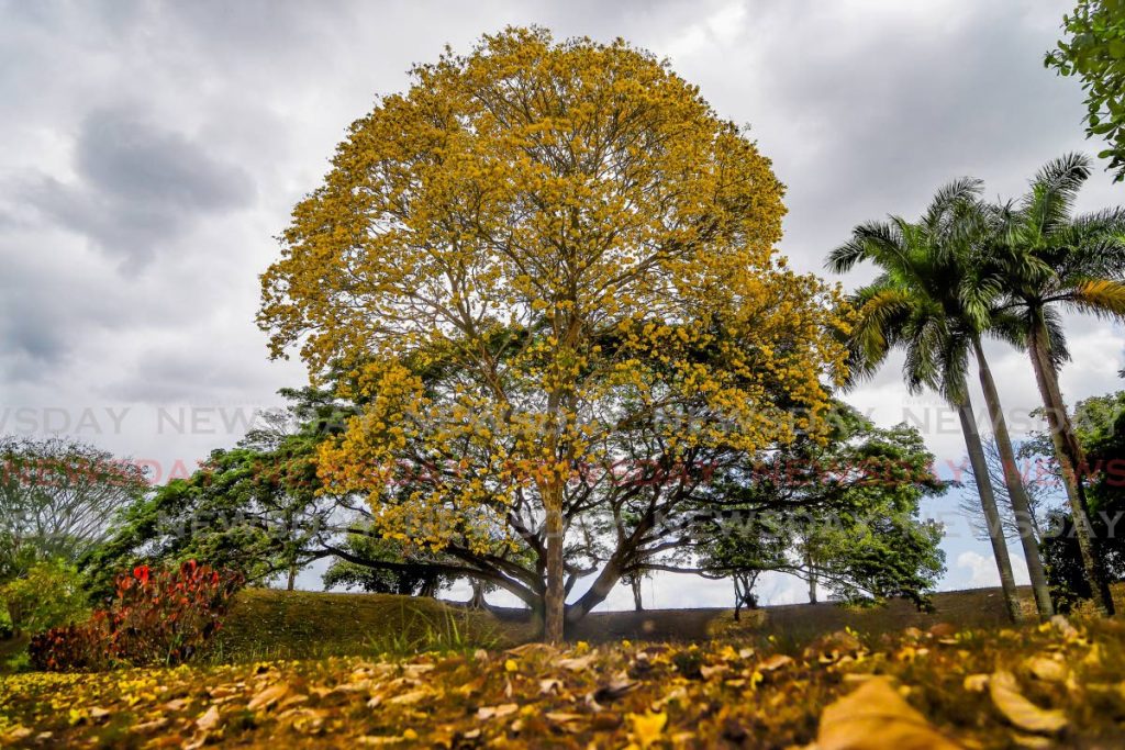 Poui tree in bloom Hollows, Port of Spain - JEFF K MAYERS