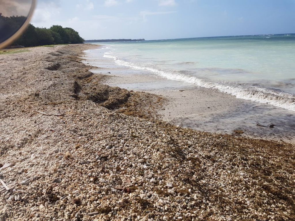 Sargassum washes up on the shore at Pigeon Point in 2018. PHOTO COURTESY IMA - 