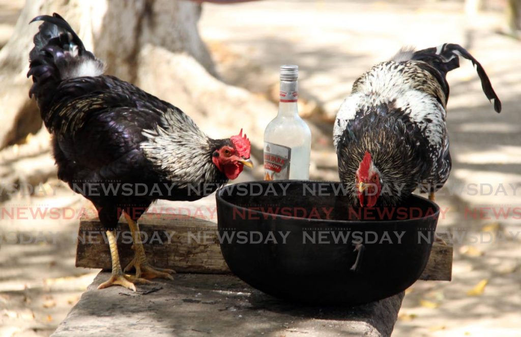 Are these chickens having some fun at our expense since social gatherings have been curtailed due to covid19 restrictions? Vashti Singh captured this hilarious moment at Waterloo. It seems the perfect set up for a meal of yard fowl at a river lime, but with no one to cook it! - Vashti Singh