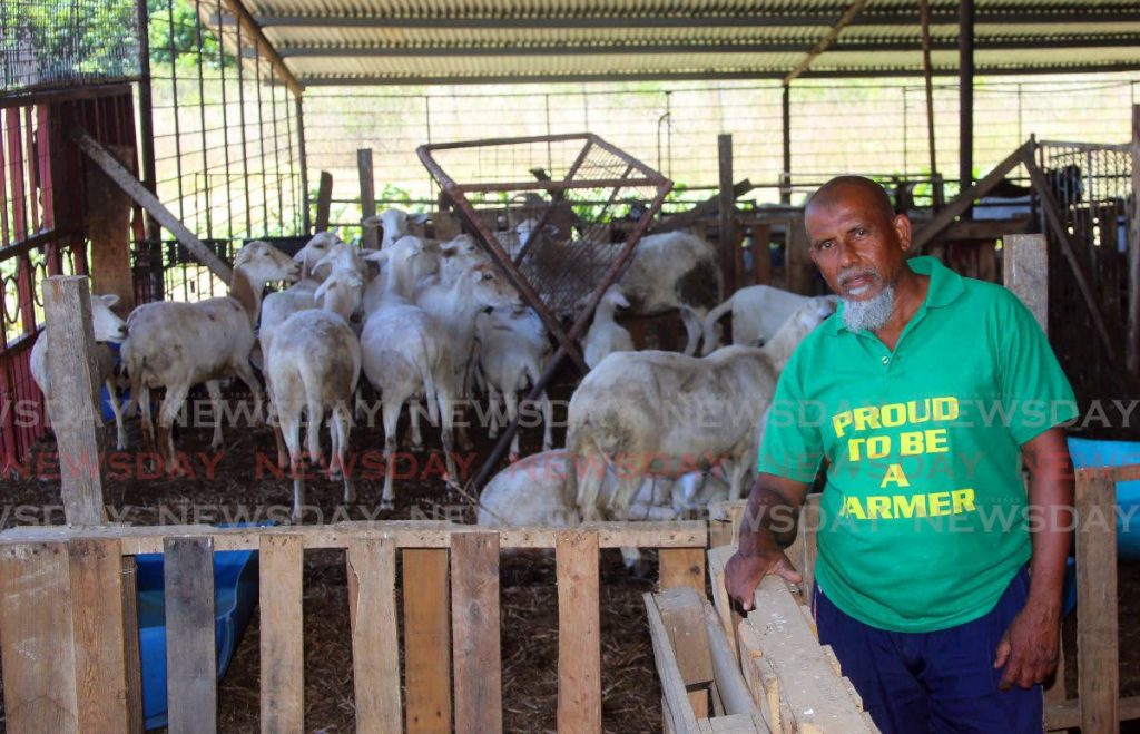Shiraz Khan, president of the Trinidad Unified Farmers Association at his livestock farm in Carlsen Field. - SUREASH CHOLAI