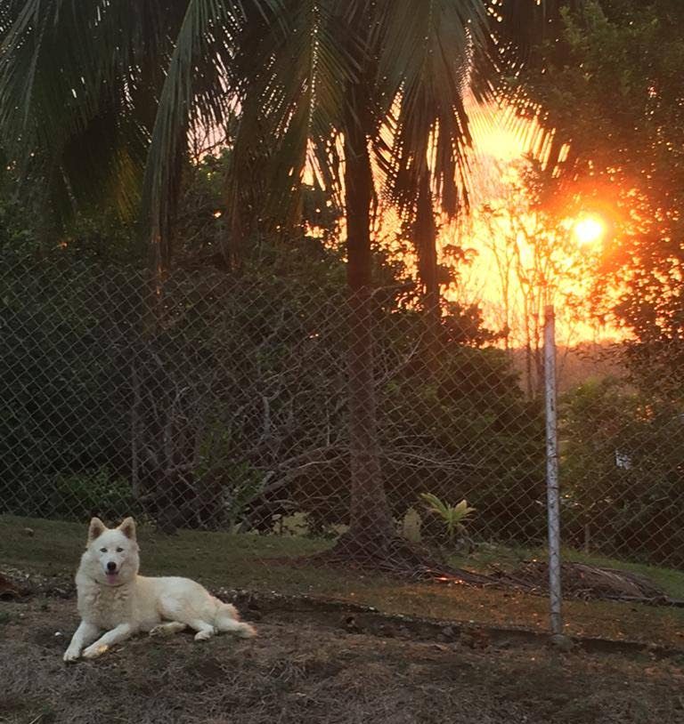 Our husky Rocky, enjoying the sunset. - Jovan Sankar-Paul