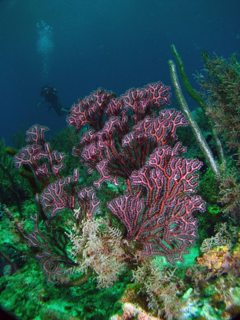 Soft corals at Buccoo Reef. PHOTO BY JONATHAN GOMEZ  - Jonathan Gomez