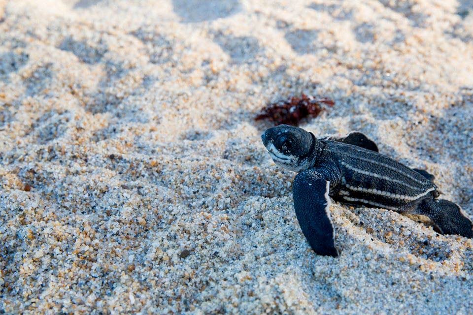 A leatherback sea turtle hatchling begins its journey from shore back to the ocean in Matura. Only 1 in 1,000 leatherback sea turtle eggs will become an adult. - Photo Courtesy Nature Seekers